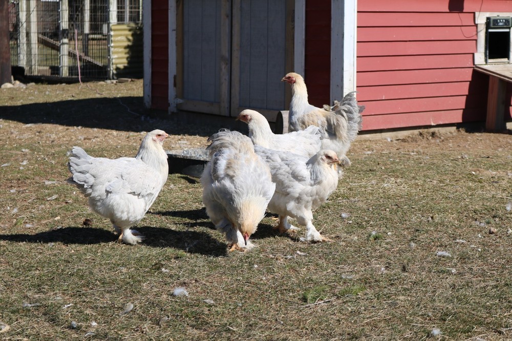 6+ Isabel Large Breed Brahma Hatching Eggs