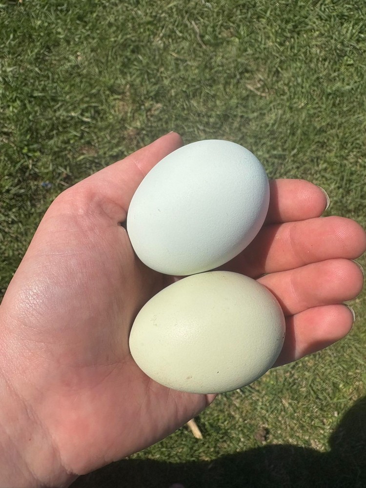 (12) Easter Egger hatching eggs!! NPIP (Blue and Green eggs ONLY)