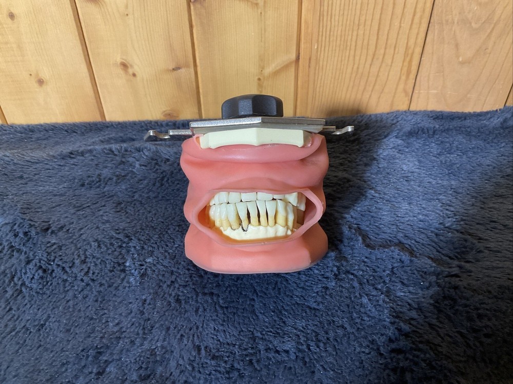 Dental Typodont Teeth Model
