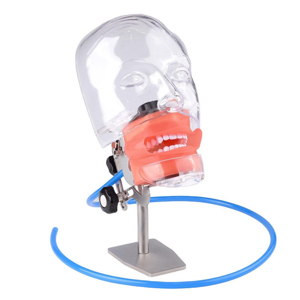 Desktop Dental Manual Manikin Simulator Phantom Head Model for Training Practice