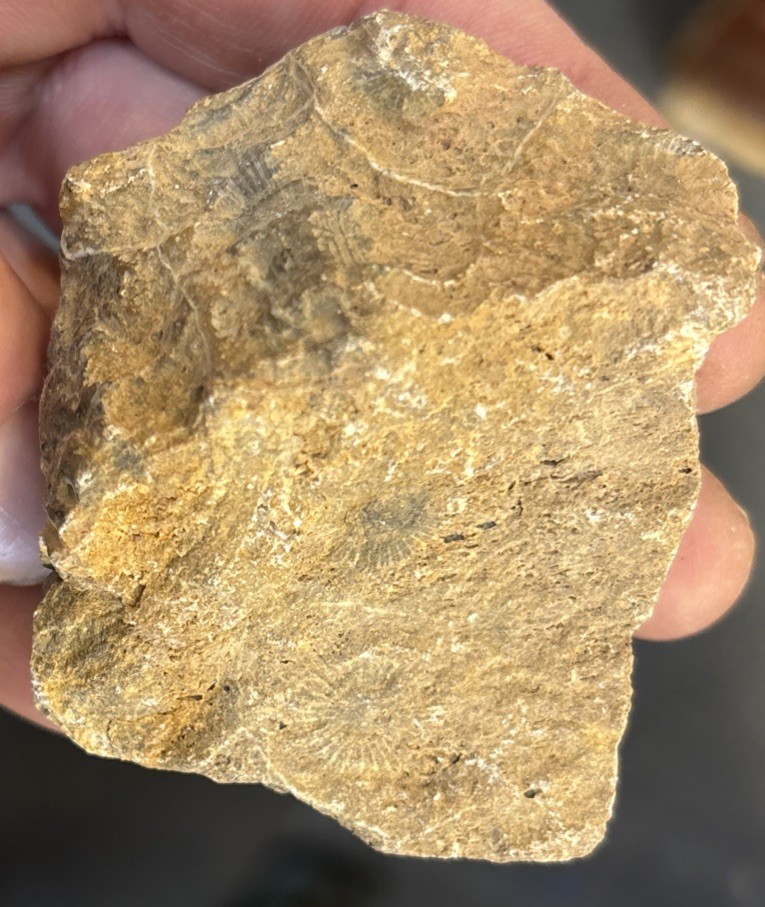 Petrified Coral End Polished