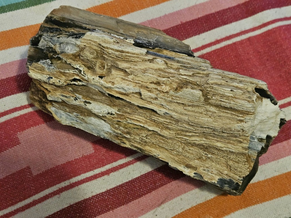 Petrified Wood 6lb 7oz