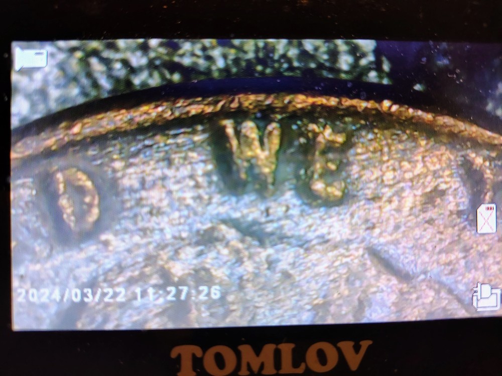 1948 D Wheat Sent Obverse And Reverse Debris Strike Error