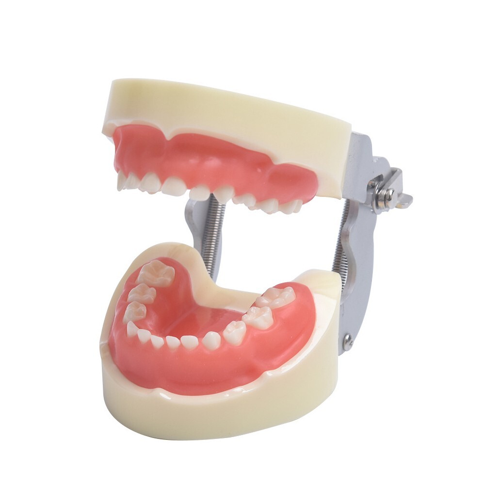 Children Deciduous Tooth Preparation Teach Model 24 Teeth Removable Replaceable