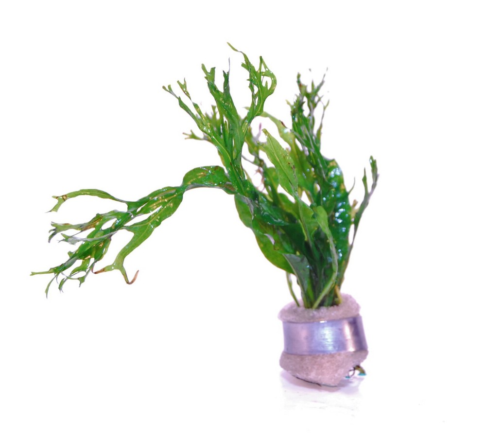 JAVA FERN MICROSORIUM WINDELOV ONE BUNDLE-Freshwater Aquatic Live Plants