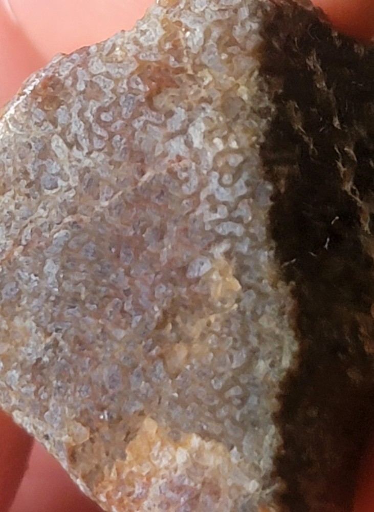 2.06 Lbs Agitized Dino Bone Smalls