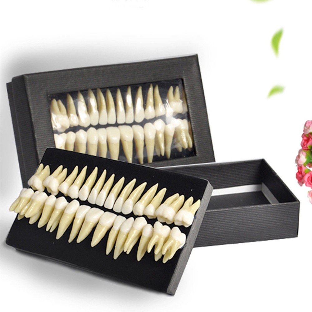 28 Pcs Dental Lab 1:1 Full Permanent Teeth Demonstration Study Teach Model #7008
