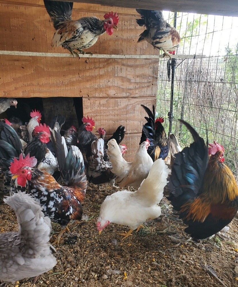 12 Clean Serama Hatching Eggs, Micro, A & B Types / Malay/Trad