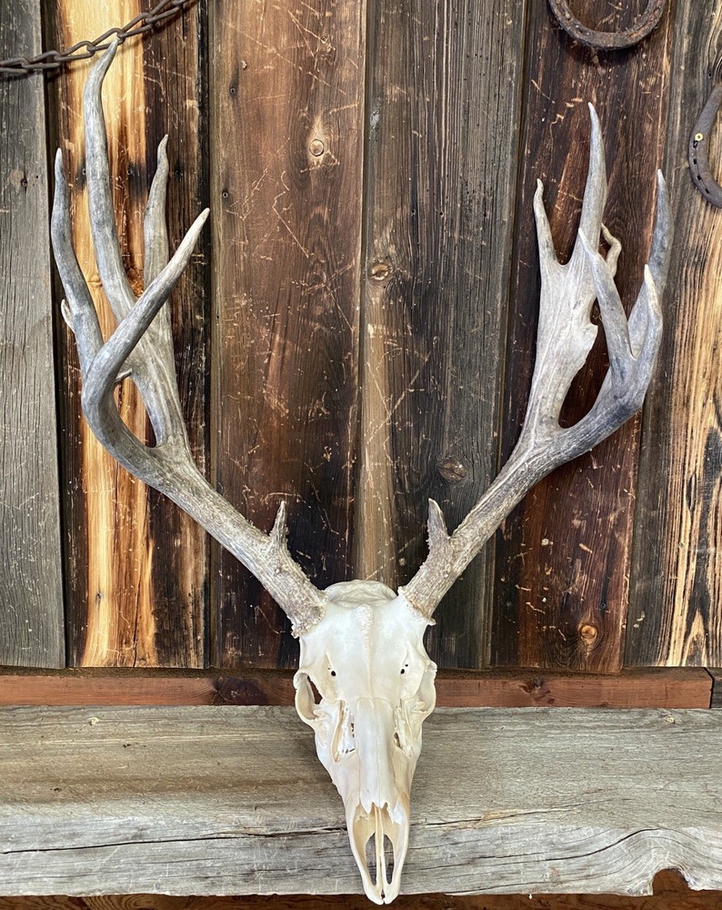 Mule Deer Rack ~ Antlers