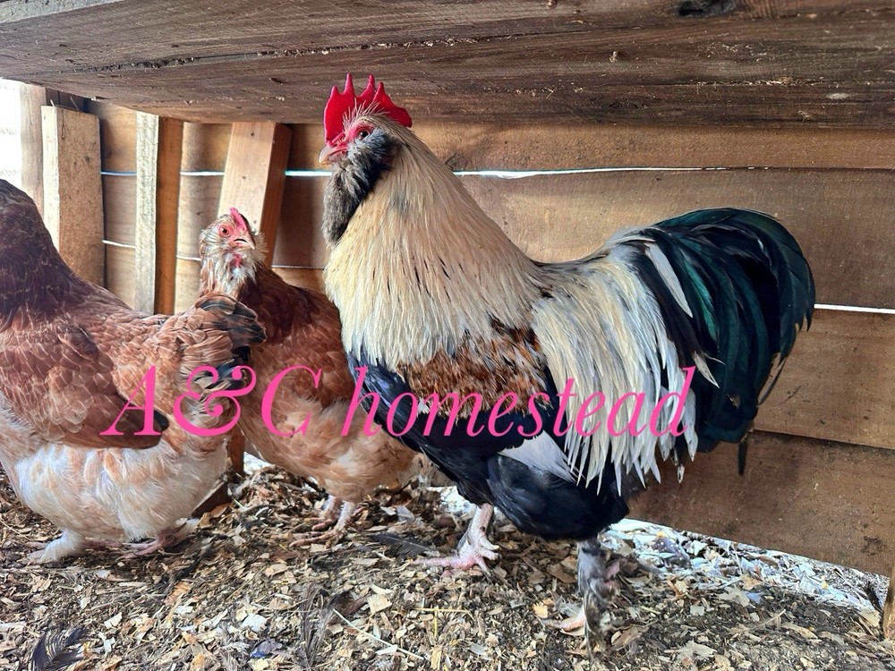 Salmon Faverolle 8 Hatching Eggs