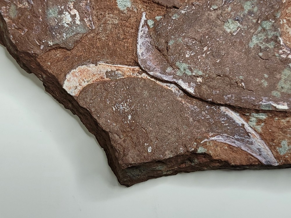 Rare 5 Fossil Devonian Armored Fish Cephalaspid Agnathan Panzer