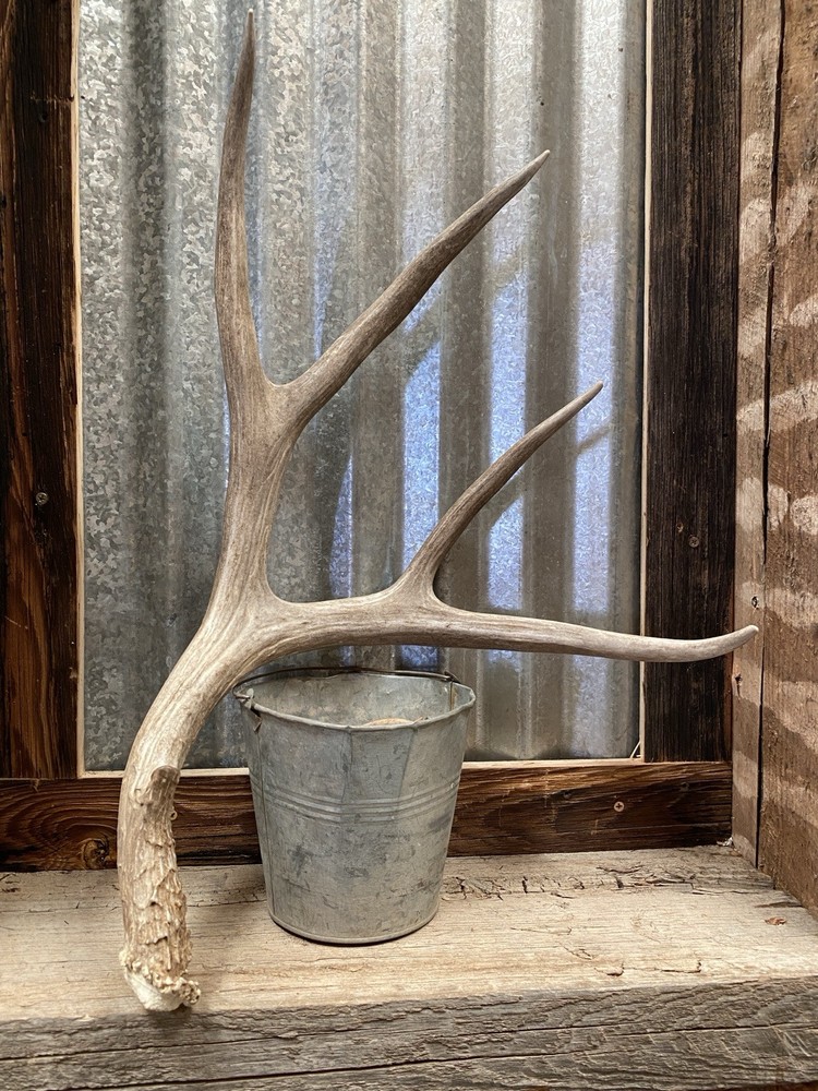 Decor Mule Deer Shed ~ Antler
