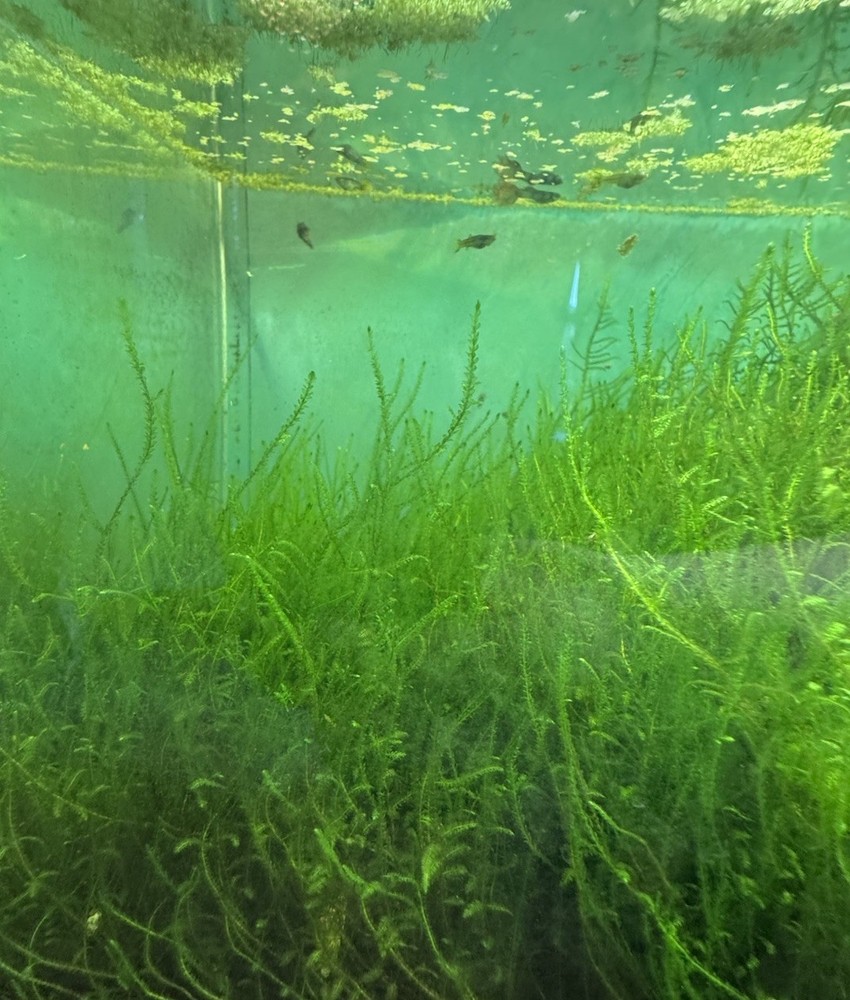 Java Moss (Taxiphyllum Barbieri) B2G1 Free - Live Aquarium Plants- Priority Ship