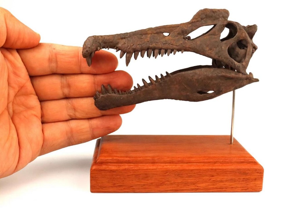 Spinosaurus Skull Skeleton Dinosaur Statue Painted Model Display 3D Printing