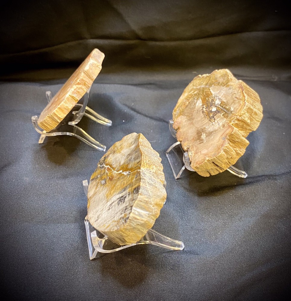 Three Piece Petrified Wood Trio