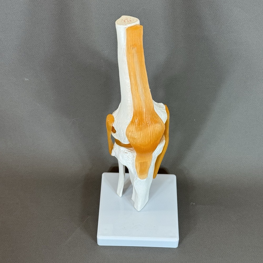 Human Knee Joint Model with Flexible Ligaments, Anatomically Correct