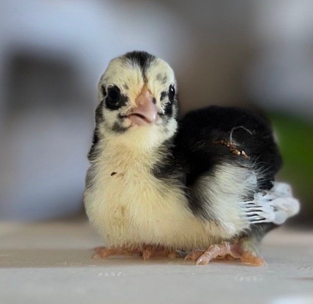 12+ Serama Hatching Eggs 🐣 Serama x Bantam Mix Tiny Pet Chickens