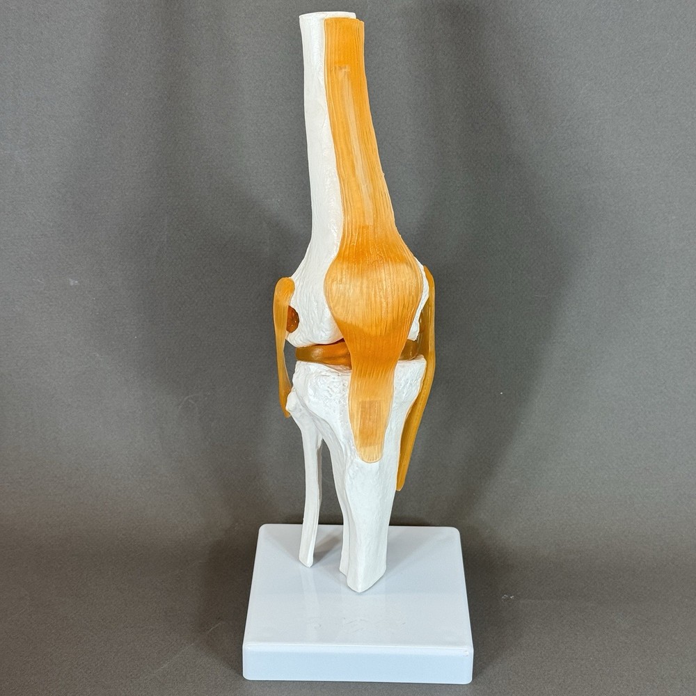 Human Knee Joint Model with Flexible Ligaments, Anatomically Correct