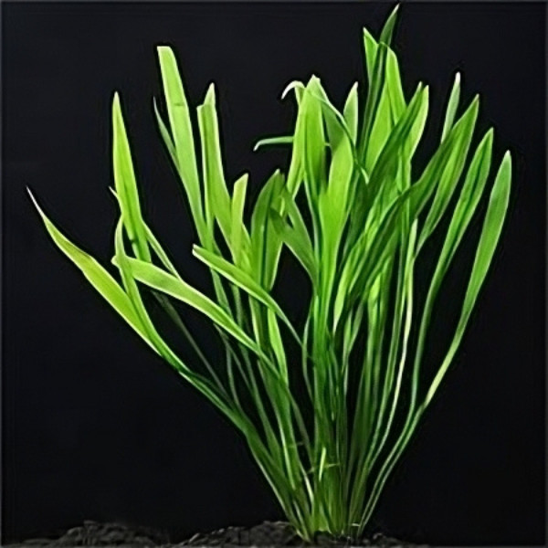 Premium Assorted Green Plant Pack - 6 Pack