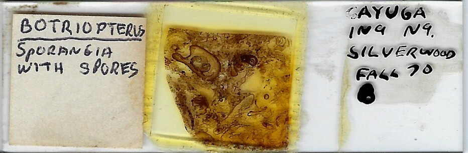 Botryopteris sp. (Coal Fossil) Microscope Slide