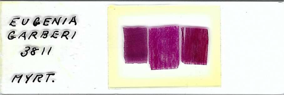 Eugenia garberi Microscope Slide