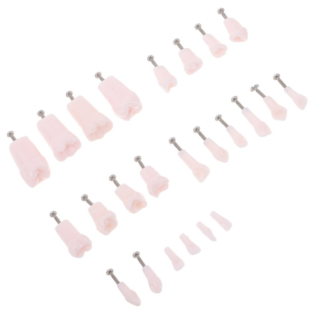 24 Pcs Dental Practice Teeth Typodont Teaching Model Removable Tooth Set