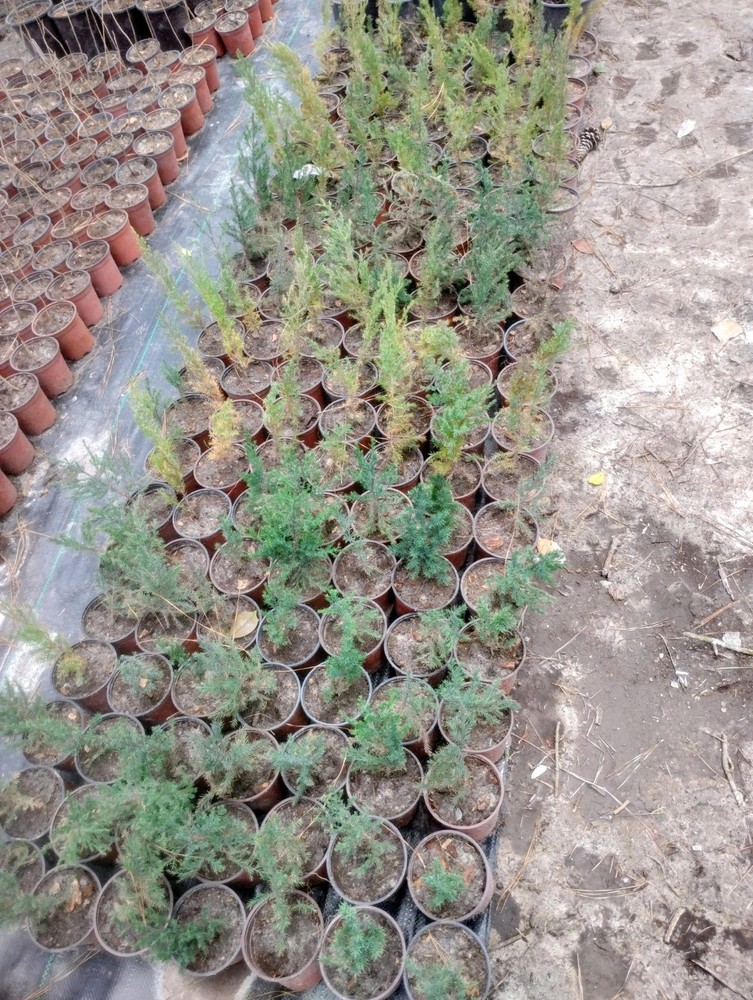 Eastern Red Cedar, 1 Quart Pot.