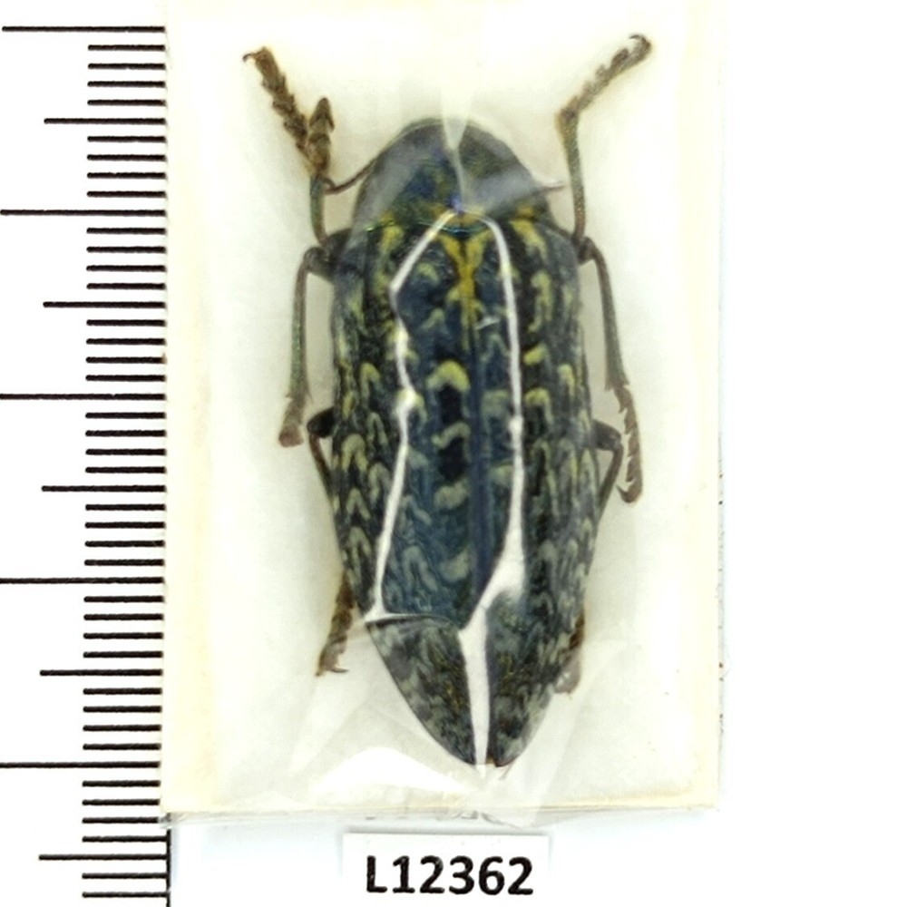 Buprestidae, Julodis aeneipes, A-, 34mm, Iran