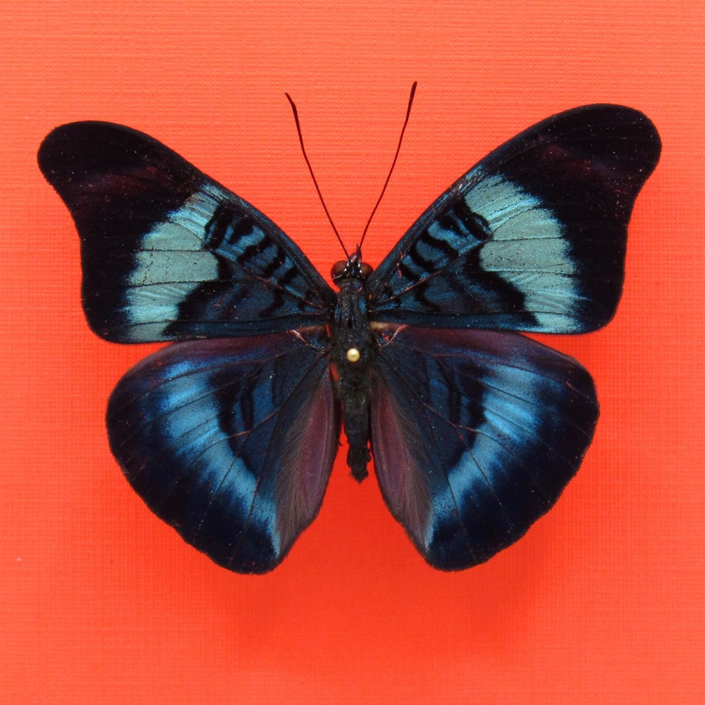 Real mounted butterfly - Panacea prola - A1