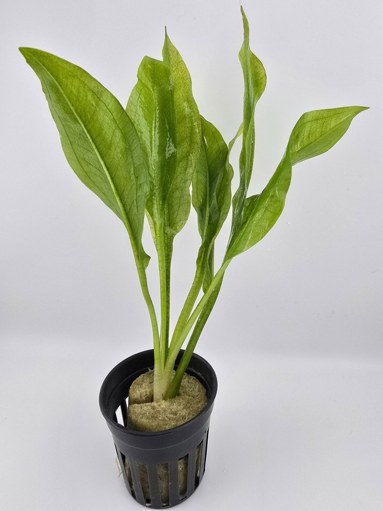 10 Gallon bundle 10 Aquatic Plants