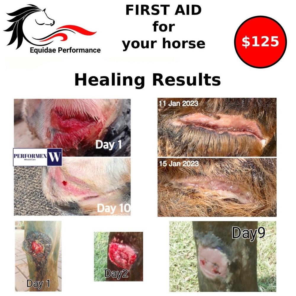 Horse First Aid Kit