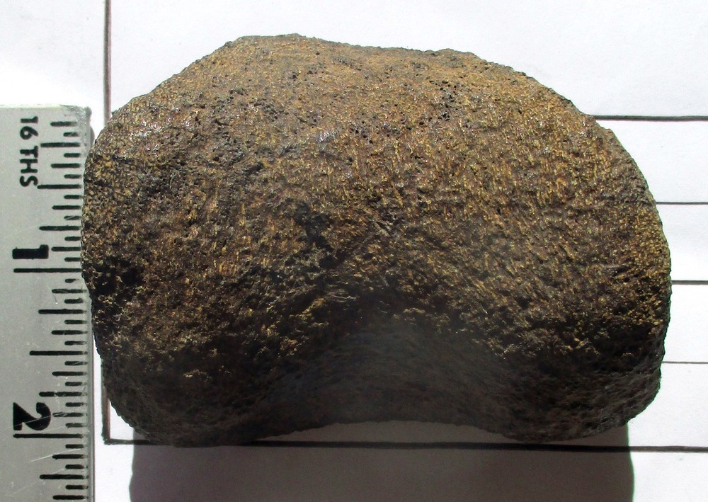 Edmontosaurus Toe Bone - Hell Creek Formation Montana