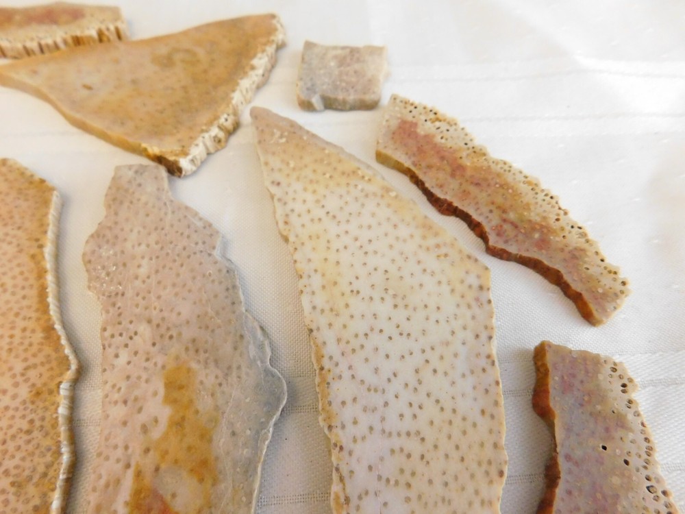Fossilized palm wood slabs 1lb bag