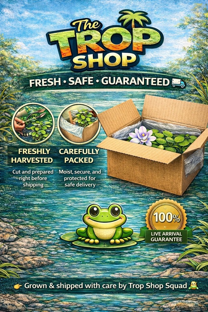 Floating Pond Plants Bundle Live Aquarium Plants Fish Safe Easy Beginner Pack