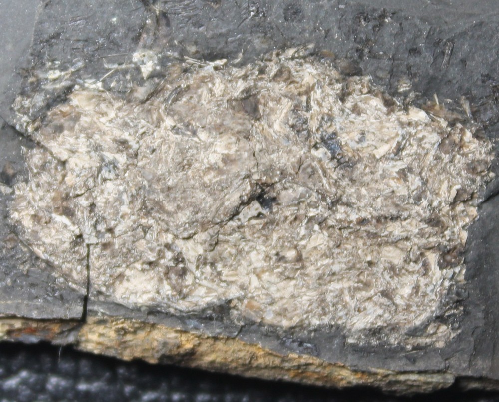 Big fossil fish coprolite