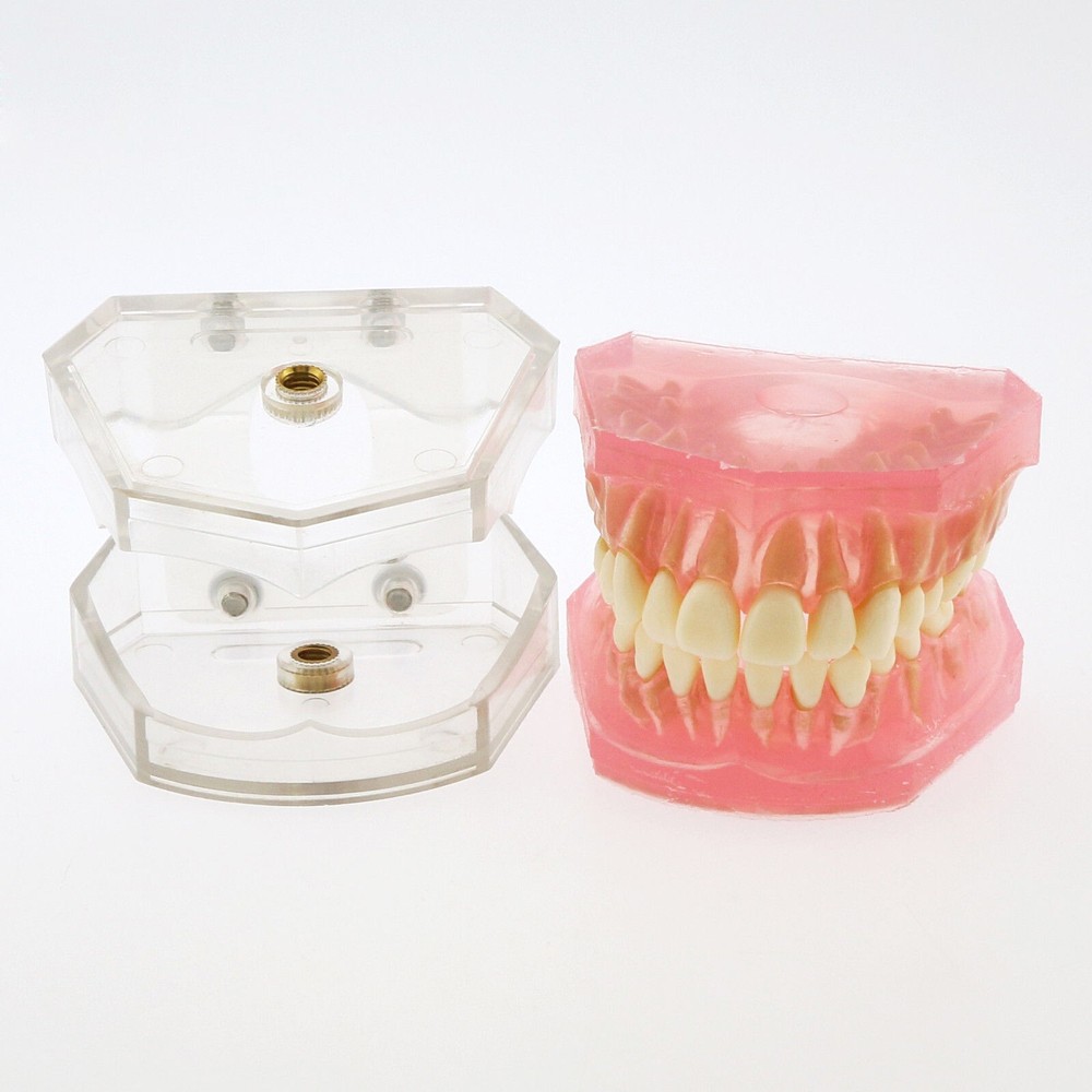 Dental TYPODONT Model Standard Model with 28 Pcs Removable Teeth Soft Gingiva