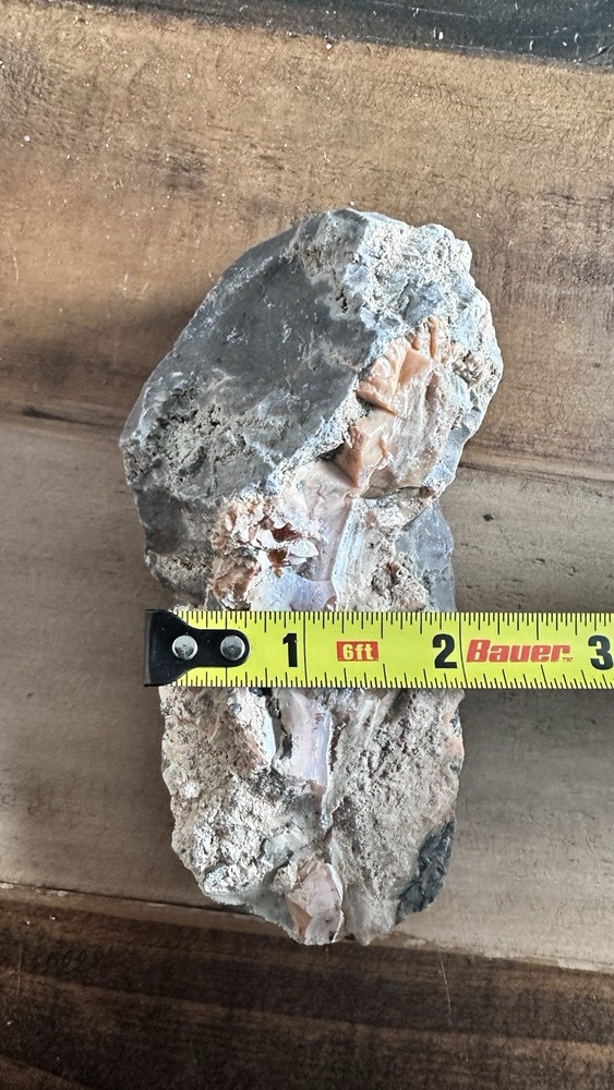 Opalized Petrified Wood For Display Specimen Rough Navada USA