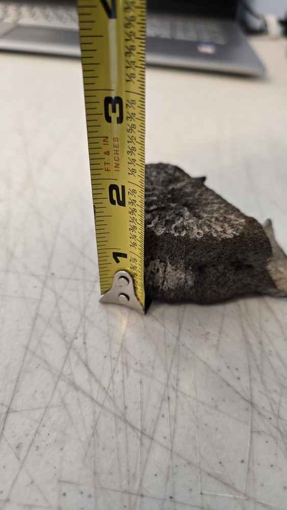 Fossilized Mosasaurus? Vertebra? Reptile Bone? Dinosaur? Real? Replica? READ