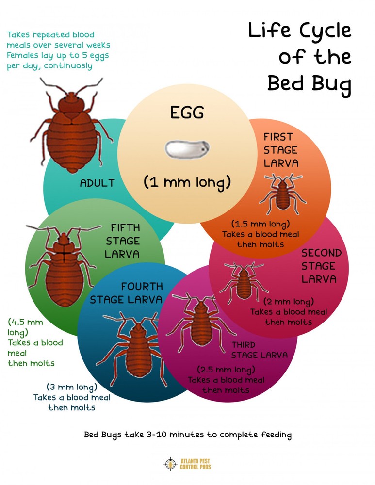 14 oz PT Alpine Flea & Bed Bug w/ IGR Aerosol Insecticide Kill Fleas Bed Bugs