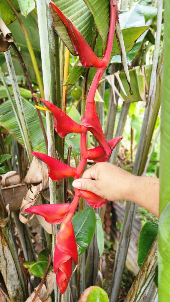 Heliconia longissima