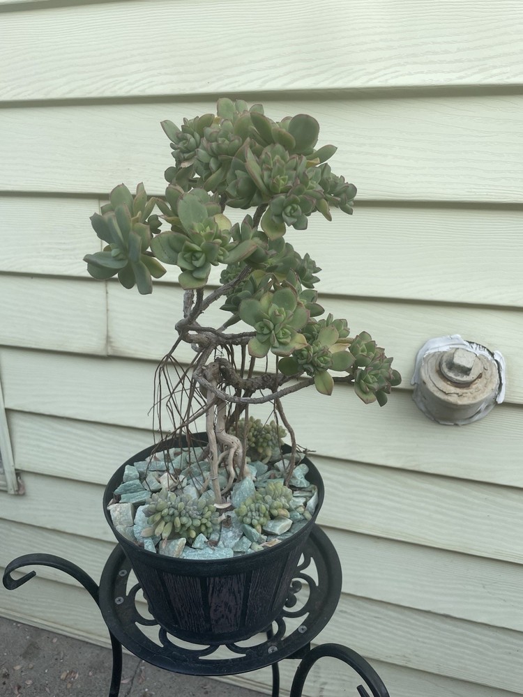 Bonsai Tree Aeonium Haworthia Tree Ship With Bare Rooted