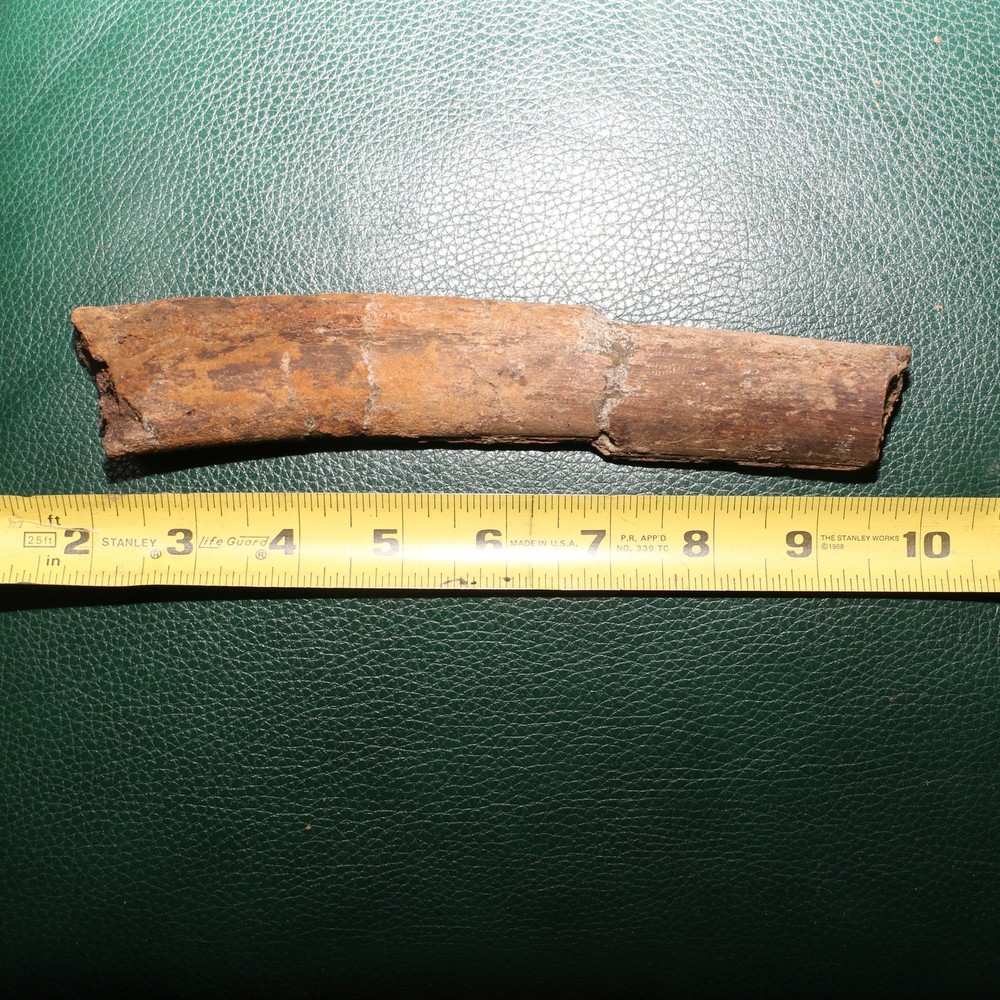 Dinosaur Rib Section Bone Authentic Fossil - Hell Creek Formation BEAUTIFUL