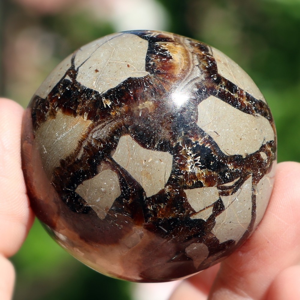 Polished Septarian Nodule (SEP43)