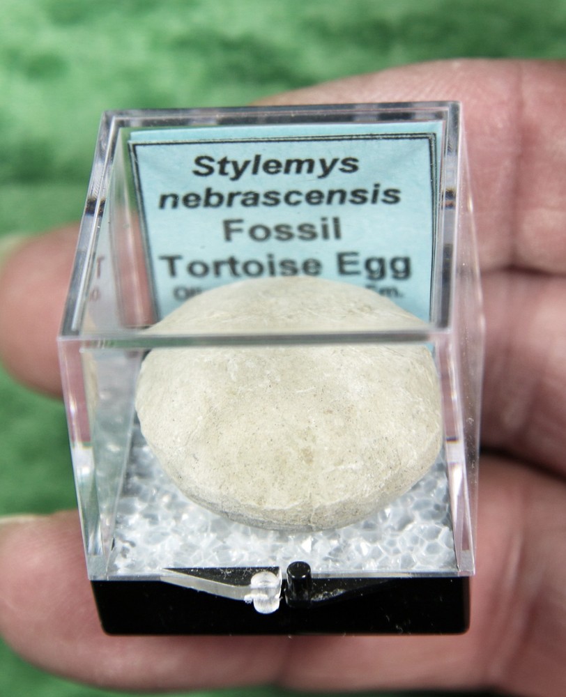 Stylemys nebrascensis - Nice Tortoise Egg