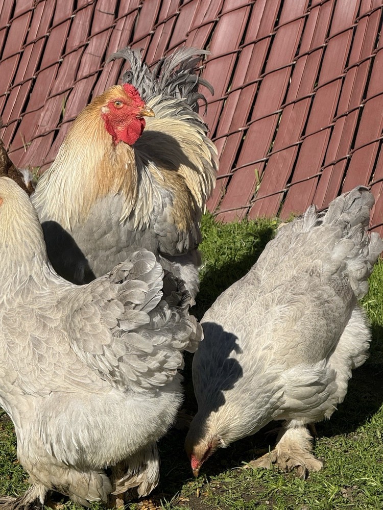 Isabella Brahma Hatching Eggs 6 Eggs