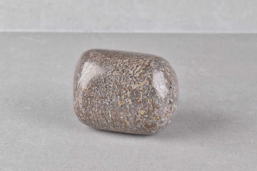 Fossilized Dinosaur Bone Polished from Morocco 4.2 cm # 19755