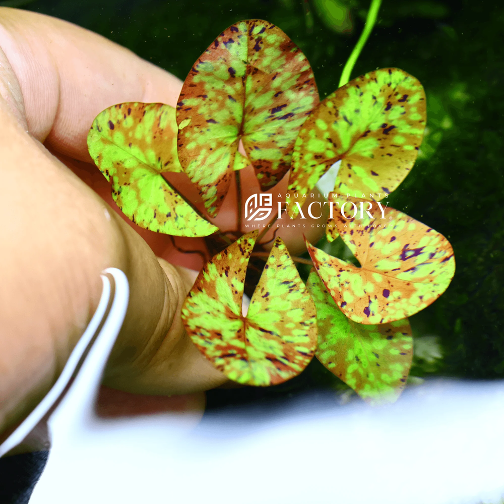 Nymphaea Micrantha | Aquarium Plants Factory®