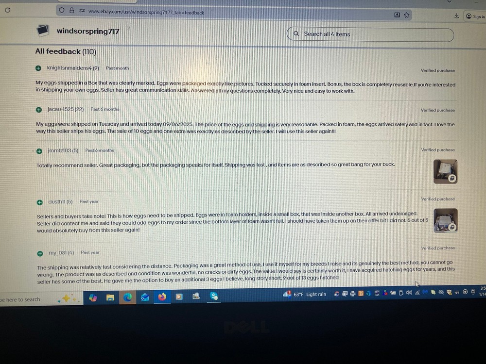 6 Ayam Ketawa Hatching Eggs