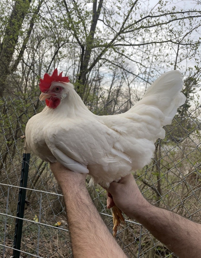12 LF Colored Leghorn Hatching Eggs!