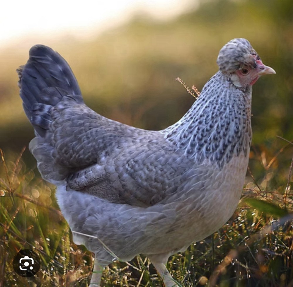 Cream Crested Legbar Chicken Eggs